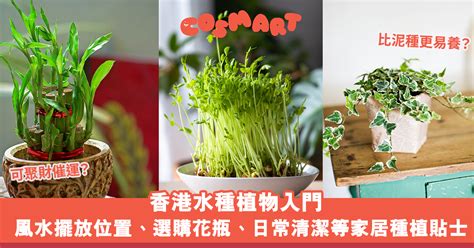 辦公室水種植物風水|居家風水：水種植物佈置